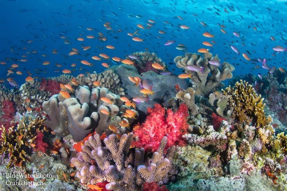 Fiji Trip Report October 2022 - image