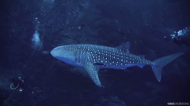 Best Places to Swim or Dive with Whale Sharks: Our Top 6