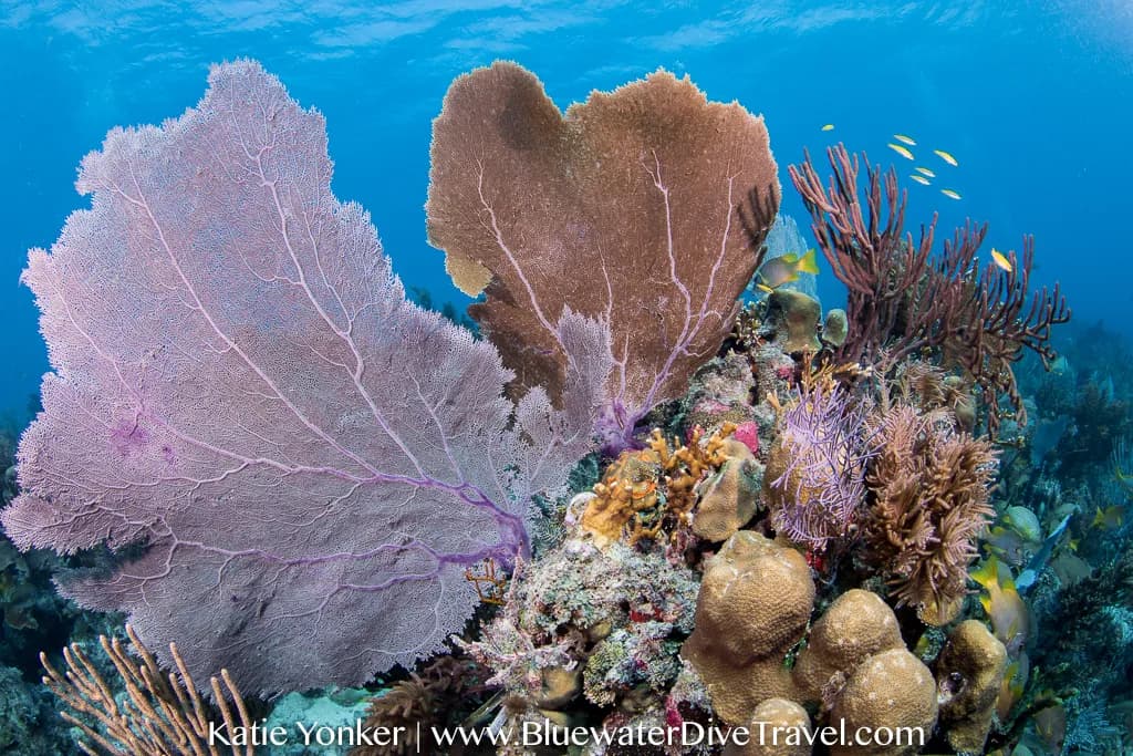 Beginner Dive Sites in the Caribbean - image