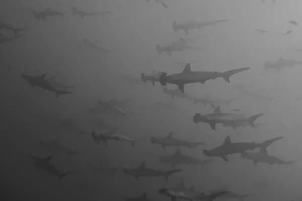 Top Remote & Off The Beaten Track Dive Destinations - image