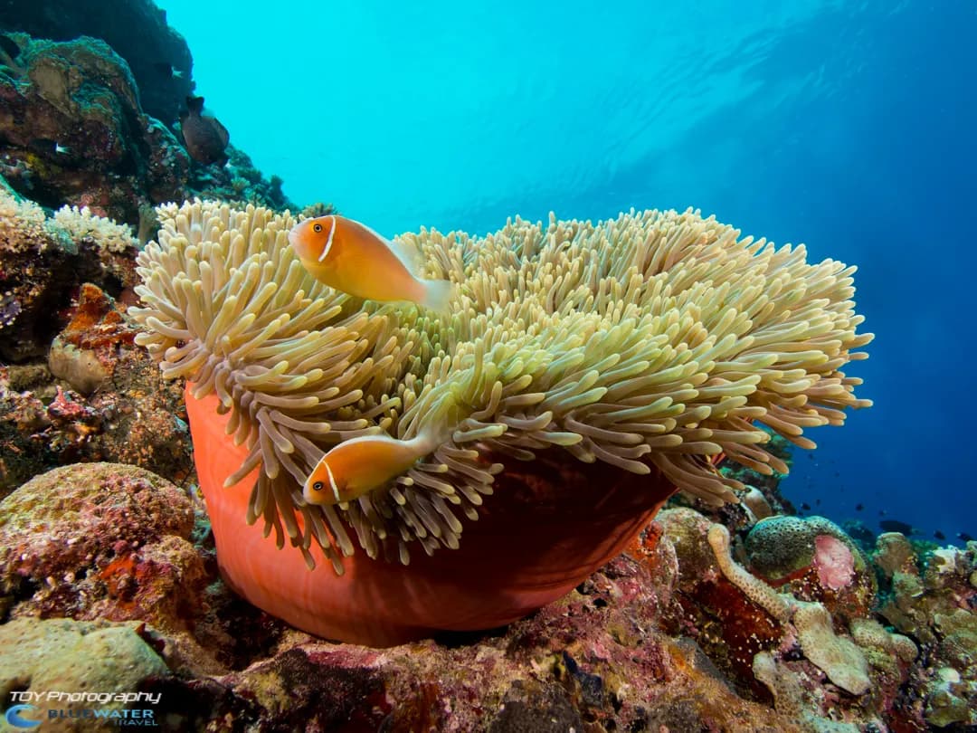 No alternative text provided