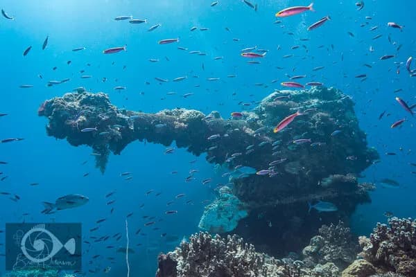 2018 Truk Lagoon Trip Report - image 2018 Truk Lagoon Trip Report - image