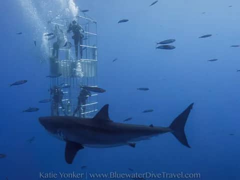 The World's Best Places to Shark Cage Dive The World's Best Places to Shark Cage Dive