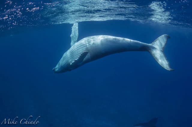 Moorea Whale Snorkeling Trip Report 2021 Moorea Whale Snorkeling Trip Report 2021