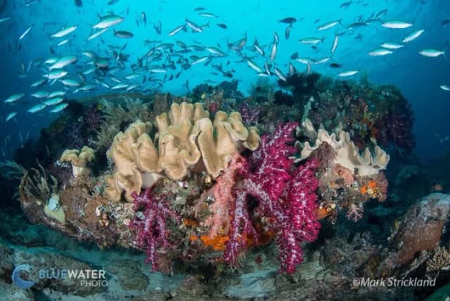 Best Diving in Asia Best Diving in Asia