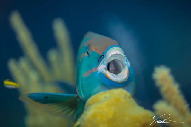 Roatan Trip Report 2022 Roatan Trip Report 2022