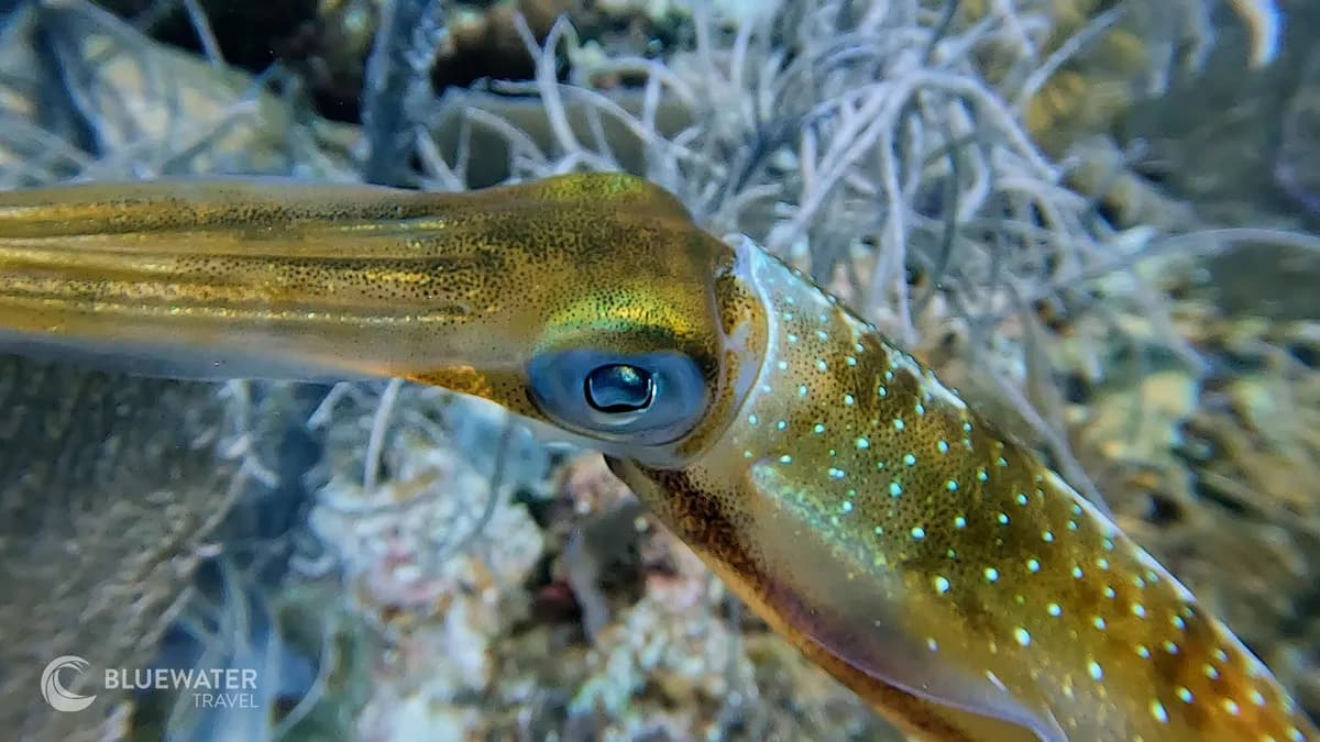 Little Cayman 2023 Trip Recap - image Little Cayman 2023 Trip Recap - image