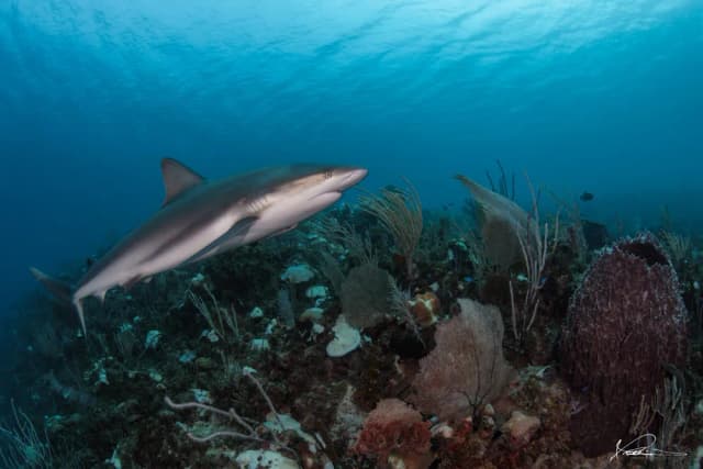 Cuba Trip Report 2023 Cuba Trip Report 2023