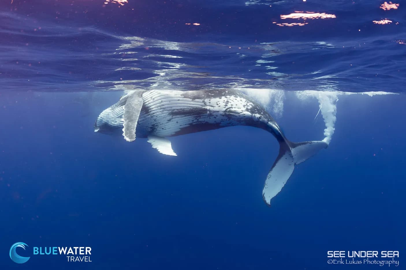 Moorea 2023 Trip Report - image Moorea 2023 Trip Report - image