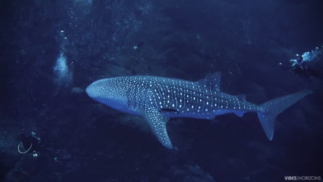 Best Places to Swim or Dive with Whale Sharks: Our Top 6 Best Places to Swim or Dive with Whale Sharks: Our Top 6
