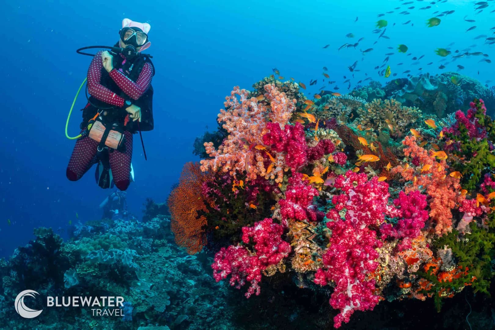 Fiji Trip Report November 2024 - image Fiji Trip Report November 2024 - image