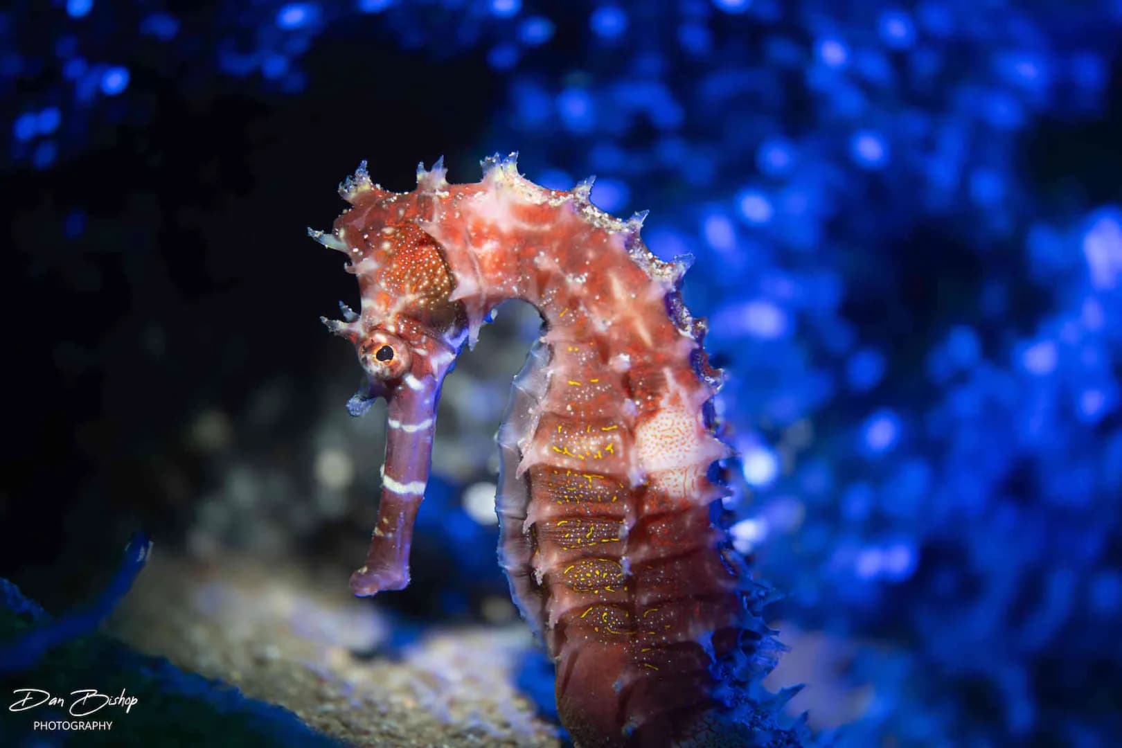 Lembeh & Bali Trip Report 2024 - image Lembeh & Bali Trip Report 2024 - image