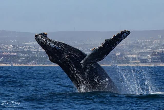 Baja Ultimate Whale Safari 2025 Trip Report Baja Ultimate Whale Safari 2025 Trip Report