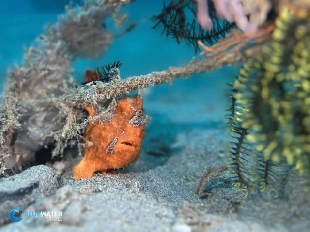 Anilao Trip Report Dec 2024 Anilao Trip Report Dec 2024