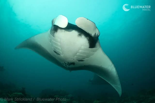 Raja Ampat 2025 Trip Report Raja Ampat 2025 Trip Report