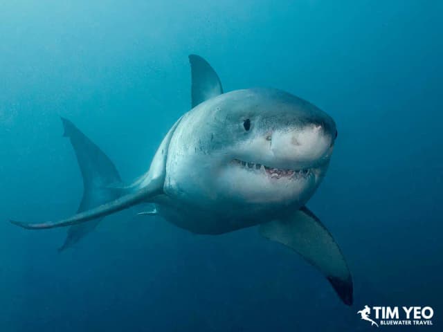 South Australia Great White Shark Trip Recap 2025 South Australia Great White Shark Trip Recap 2025