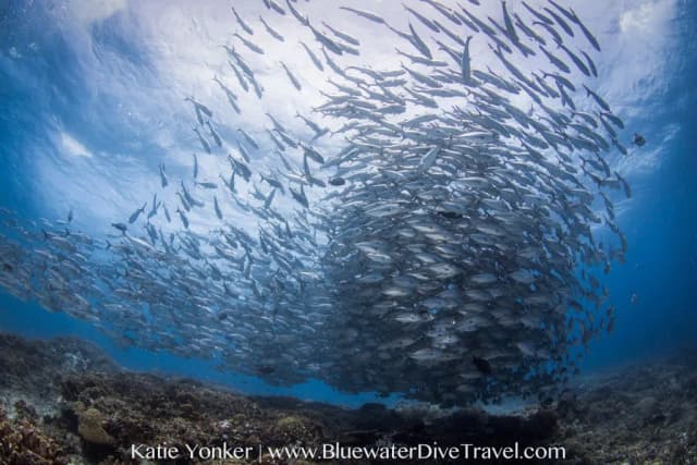 Scuba Diving in June - Top 3 Destinations Scuba Diving in June - Top 3 Destinations