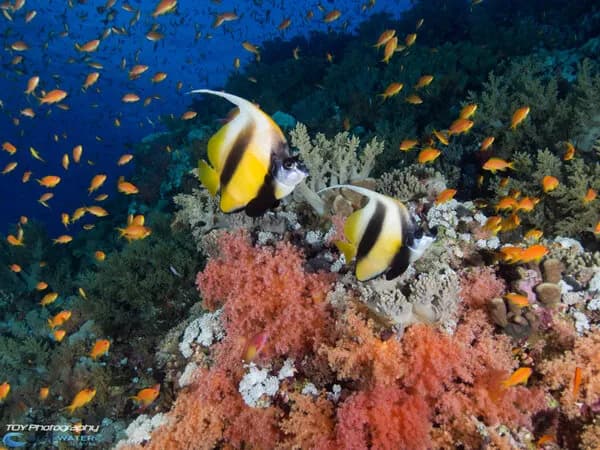 Red Sea Diving and Topside Egypt - image Red Sea Diving and Topside Egypt - image