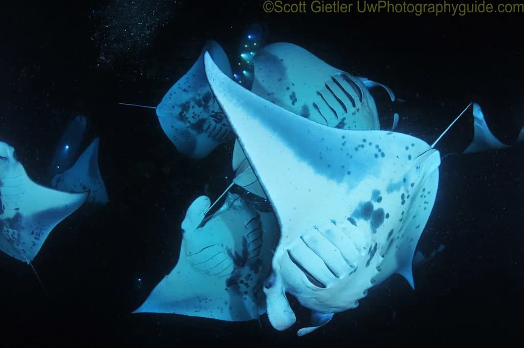 Best Manta Ray Diving in the World - image Best Manta Ray Diving in the World - image