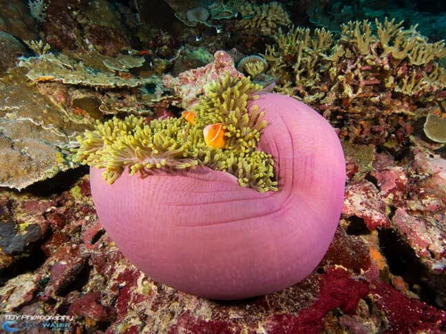 Bluewater Travel and Eco Dive Center Palau Trip Recap - image Bluewater Travel and Eco Dive Center Palau Trip Recap - image