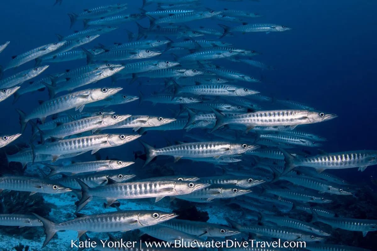 Best Scuba Diving in Oman - image Best Scuba Diving in Oman - image