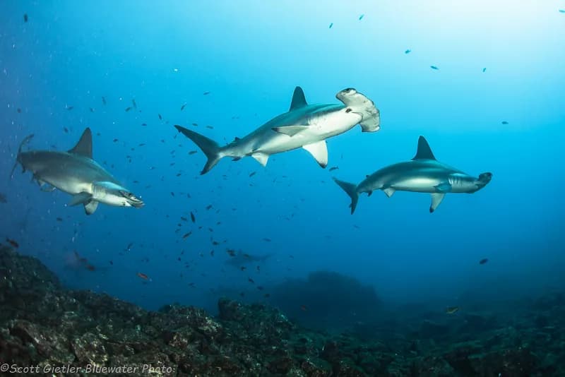 Best Scuba Diving in Mexico - image Best Scuba Diving in Mexico - image