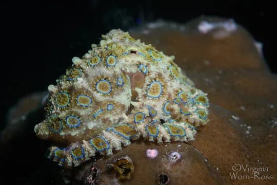 Best Scuba Diving in Anilao - image Best Scuba Diving in Anilao - image