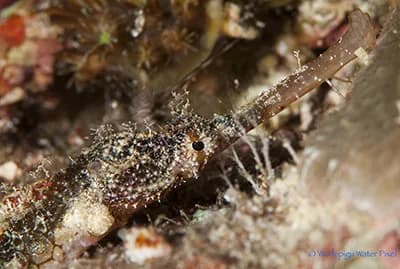 Best Scuba Diving in Cebu and Bohol - image Best Scuba Diving in Cebu and Bohol - image