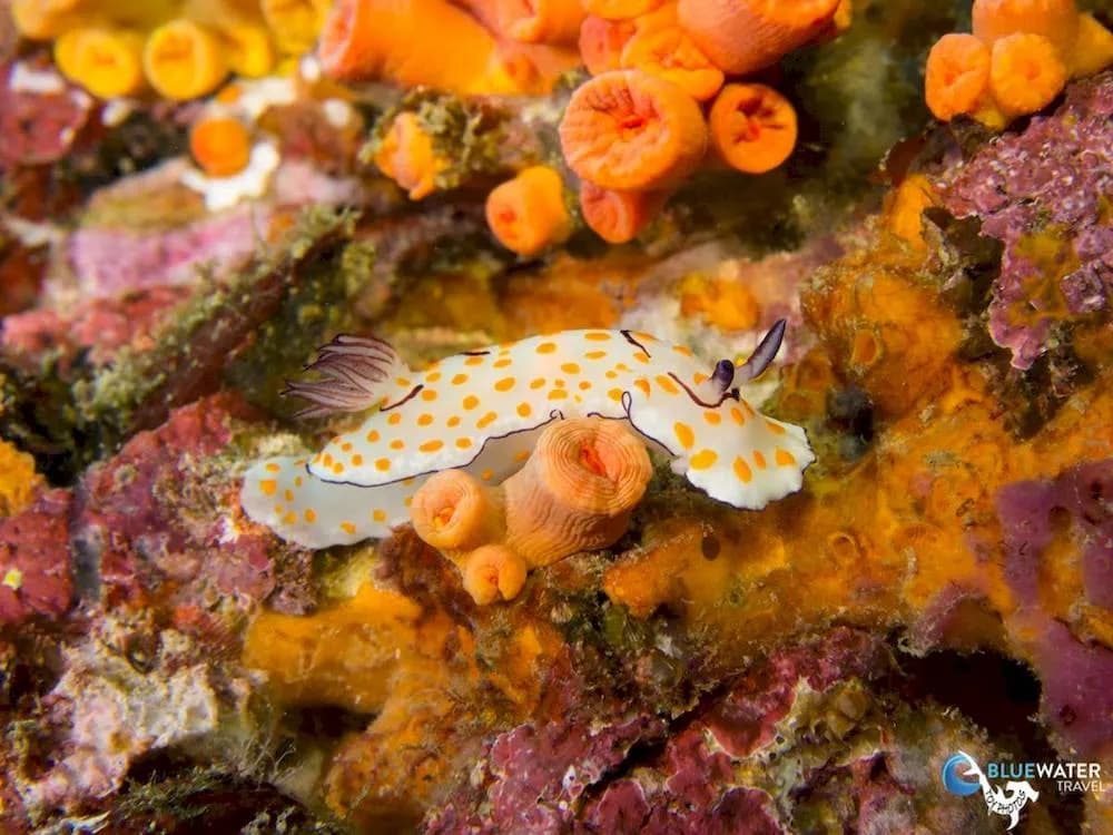 Best Scuba Diving in Phuket - image Best Scuba Diving in Phuket - image