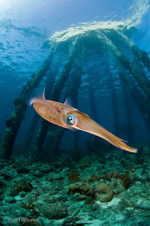 Best Scuba Diving in Cayman Islands - image Best Scuba Diving in Cayman Islands - image