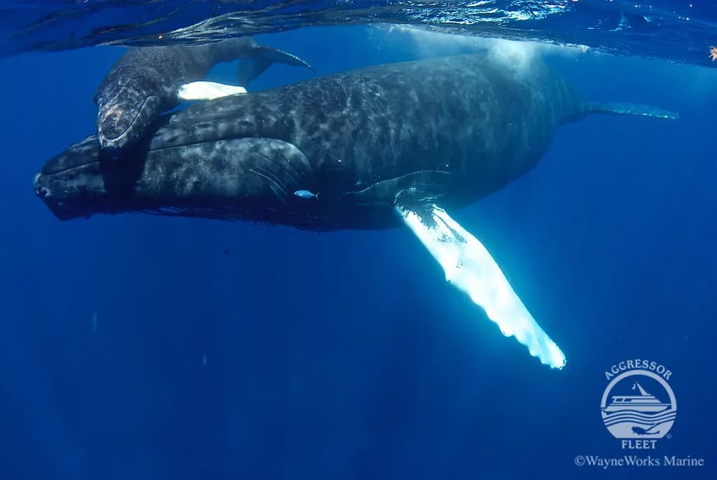 Dominican Republic - image Dominican Republic - image