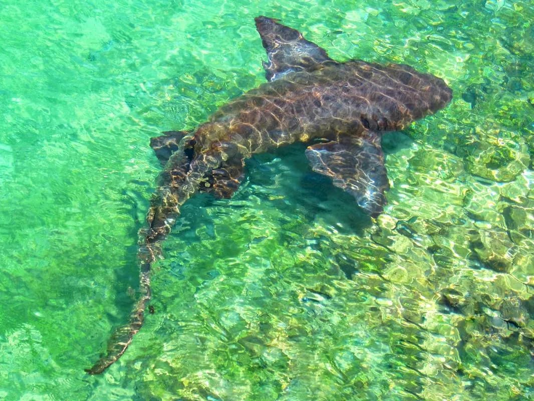 Best Scuba Diving in Jamaica - image Best Scuba Diving in Jamaica - image