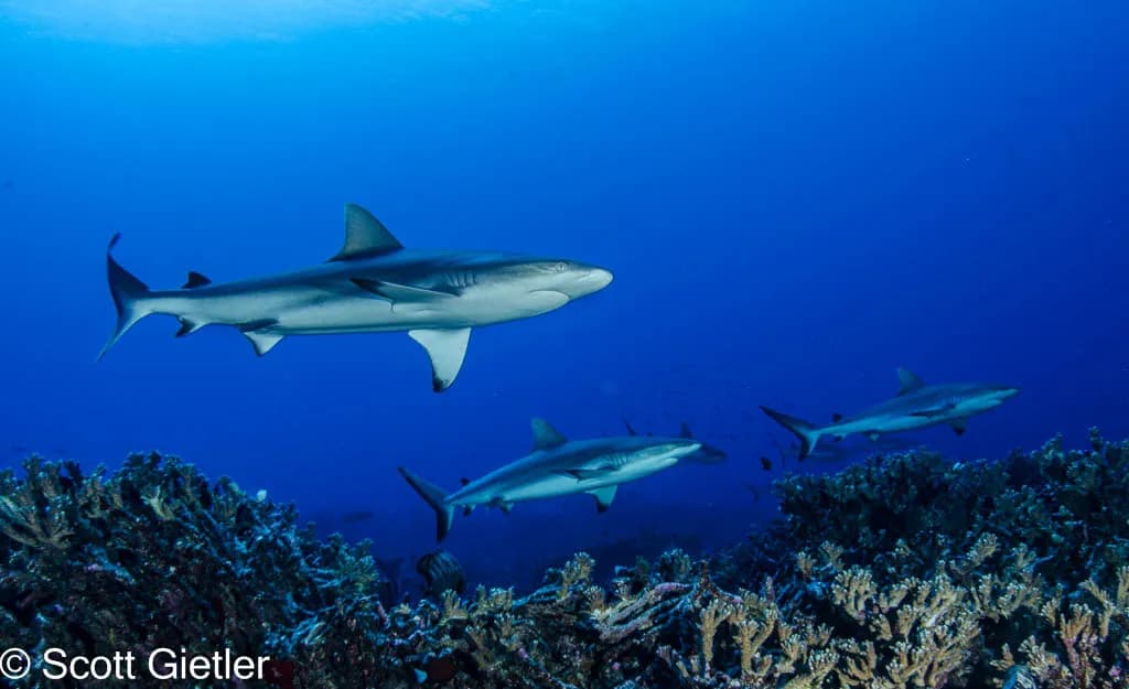 Best Scuba Diving in French Polynesia - image Best Scuba Diving in French Polynesia - image