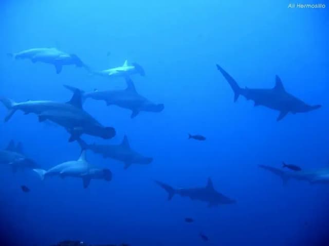 Bluewater's Ultimate Mexico Adventures Bluewater's Ultimate Mexico Adventures